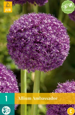 1 allium ambassador