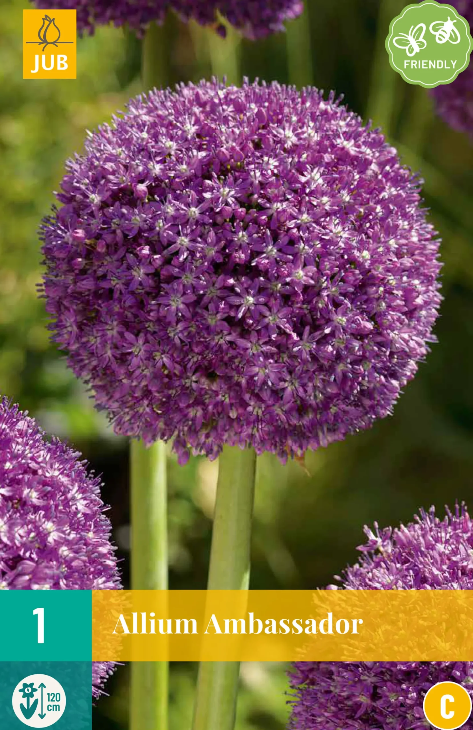 1 allium ambassador