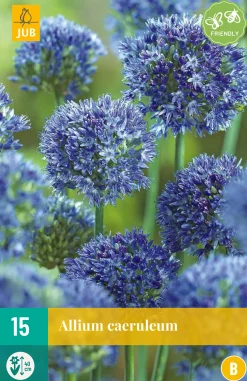 15 allium caeruleum