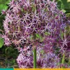 3 allium christophii