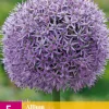 5 allium gladiator