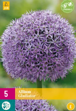 5 allium gladiator