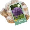 8 allium gladiator