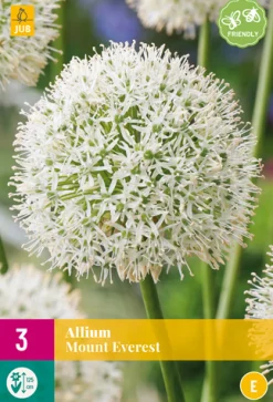 3 allium mount everest