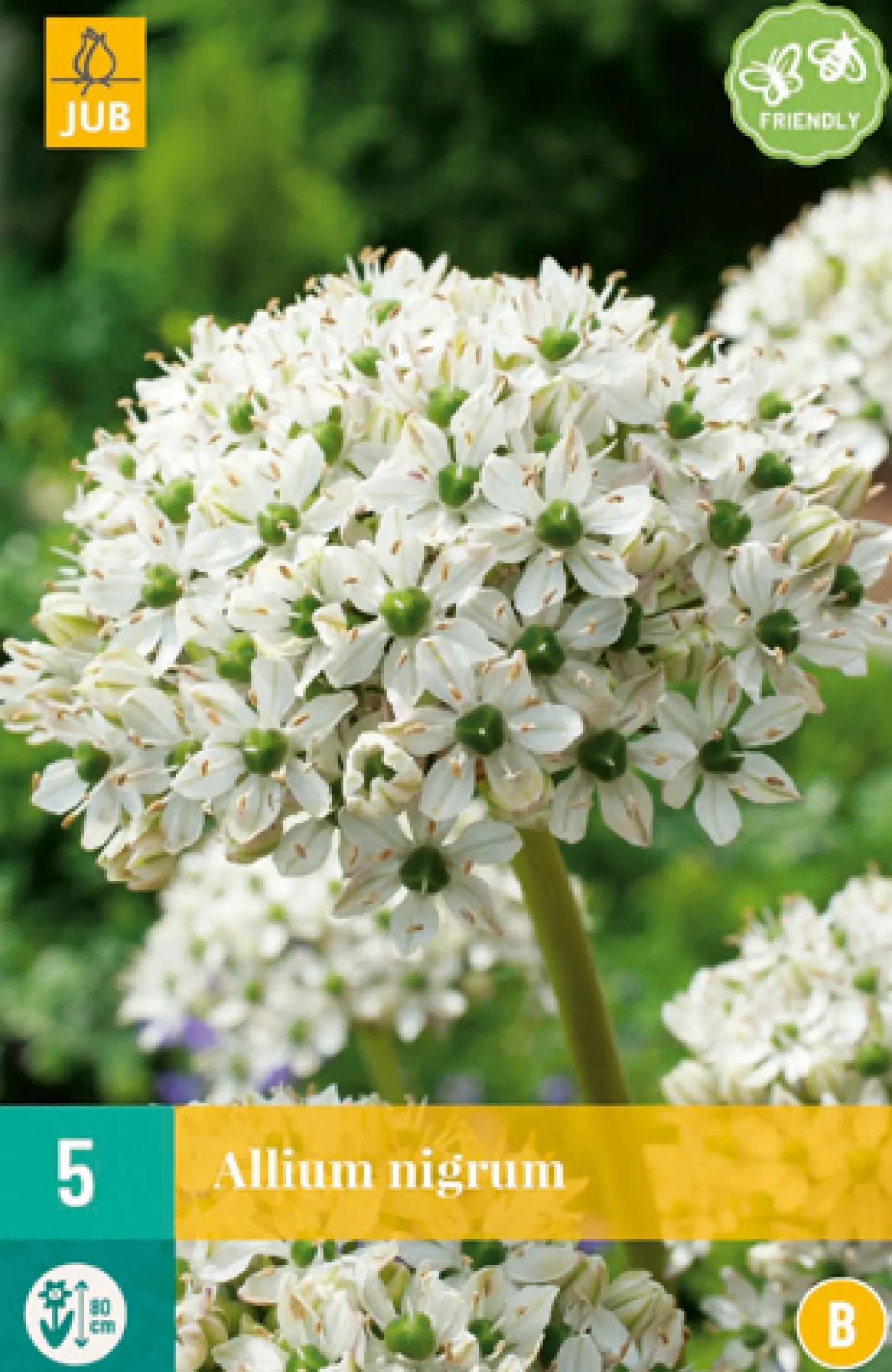 5 allium nigrum