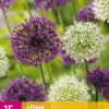 15 allium paars-wit mix