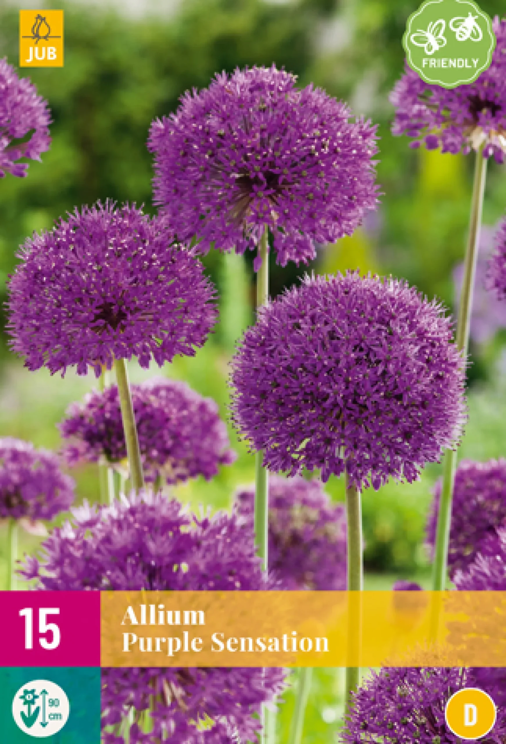 15 allium purple sensation