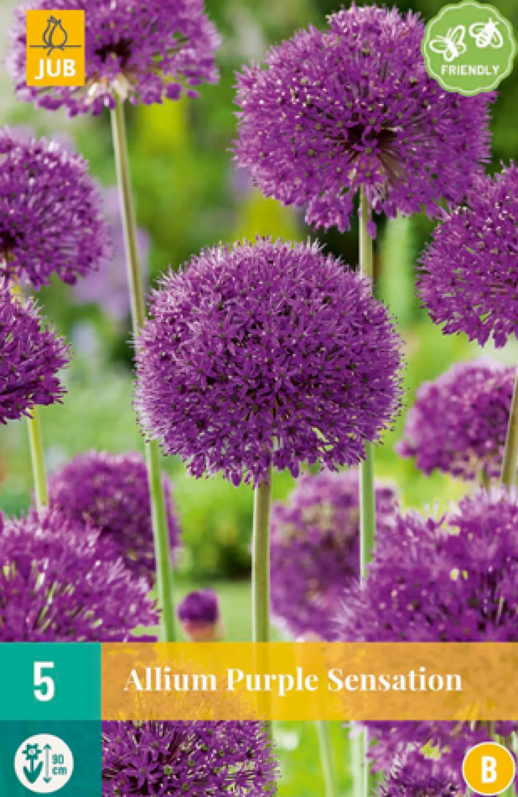 5 allium purple sensation