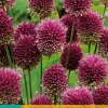 25 allium sphaerocephalon