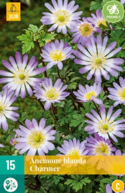 15 anemone bl. charmer
