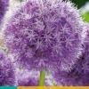 1 bloembol allium his excellency
