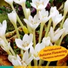 1 bloembol colchicum autumnale album