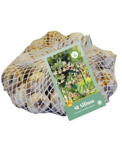 40 bloembollen allium siculum