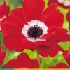 15 bloembollen anemone coronaria hollandia