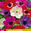 30 bloembollen anemone de caen mix