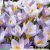 15 bloembollen crocus rosalind