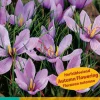 10 bloembollen crocus sativus