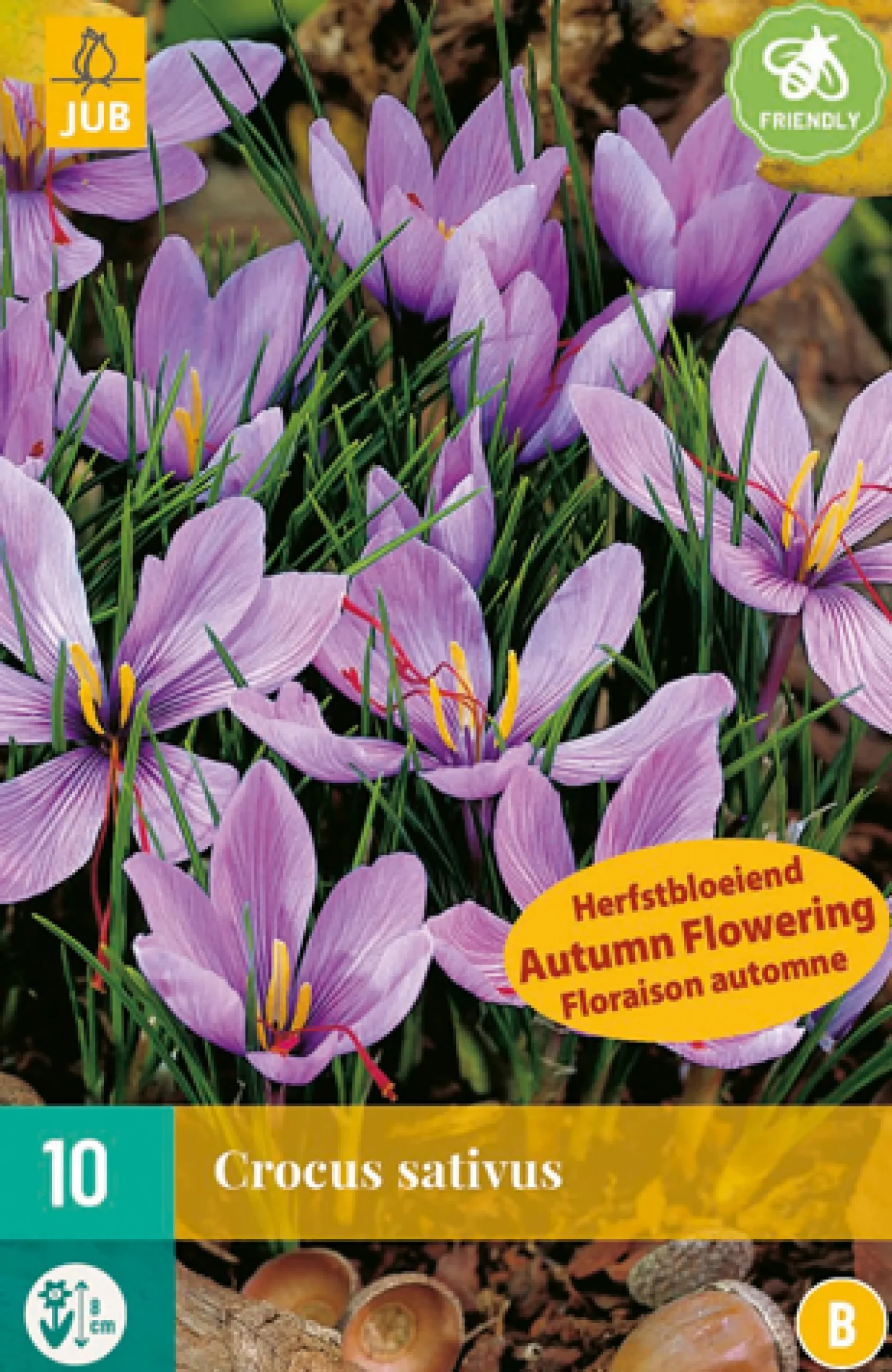 10 bloembollen crocus sativus