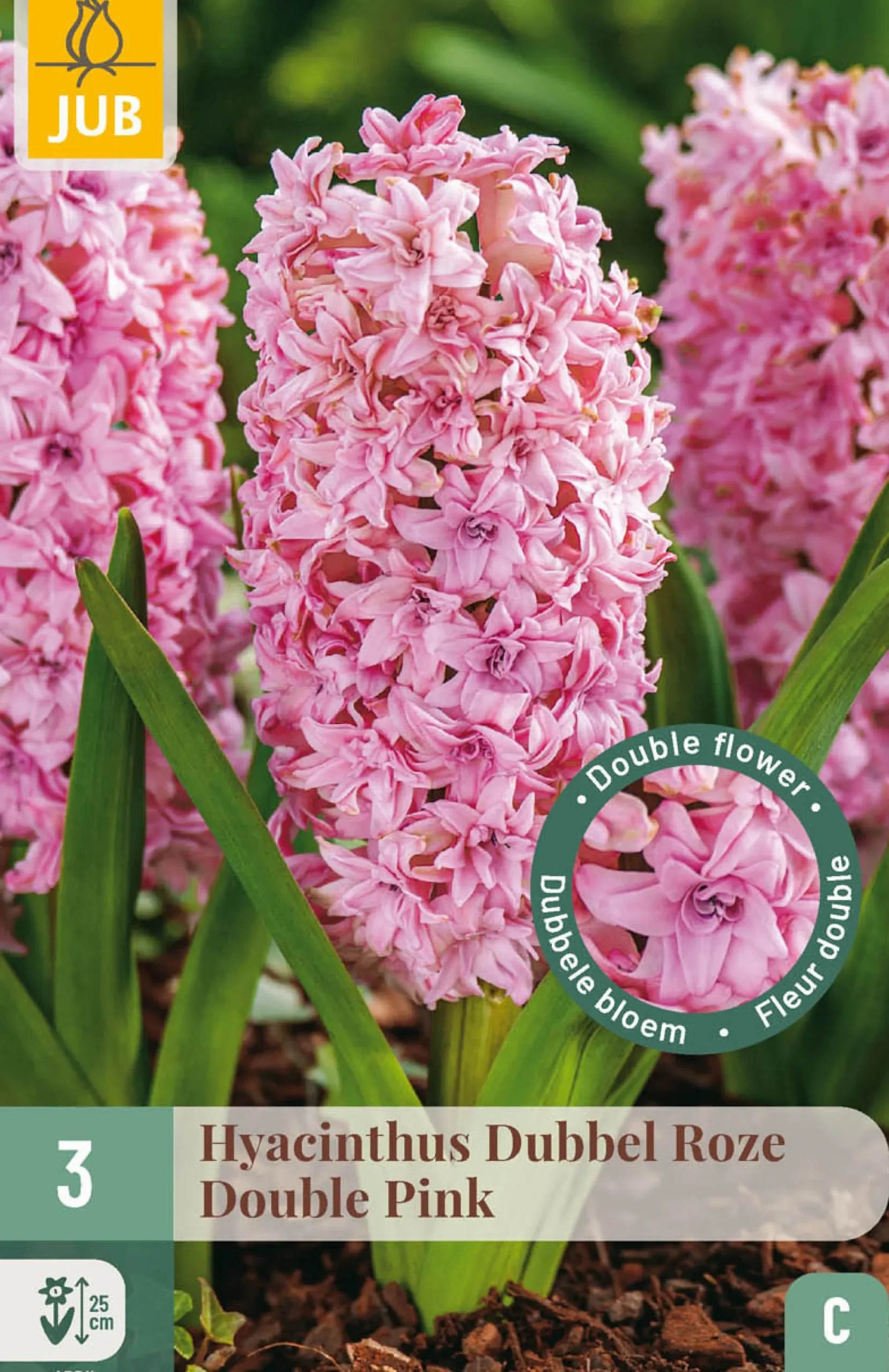 3 bloembollen hyacinthus dubbel roze