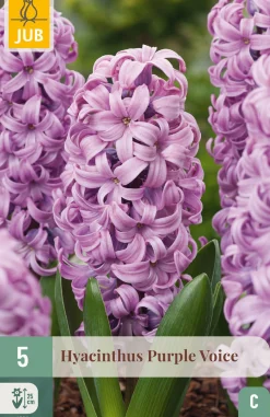 5 bloembollen hyacinthus purple voice