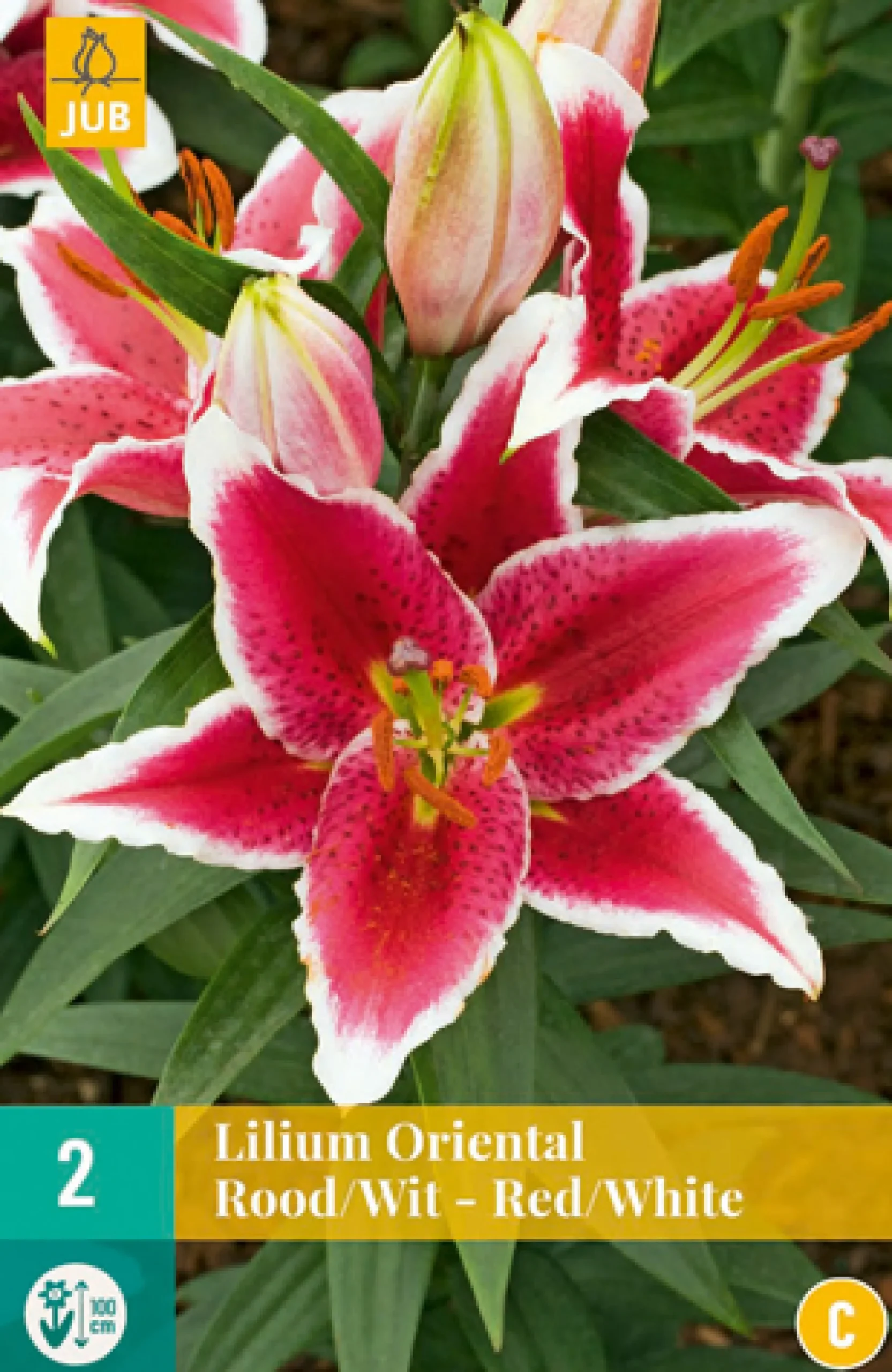 2 bloembollen lilium oriental rood-wit