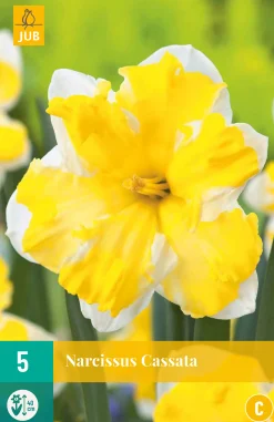 5 bloembollen narcissus cassata