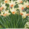 5 bloembollen narcissus carice