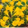 5 bloembollen narcissus golden bells