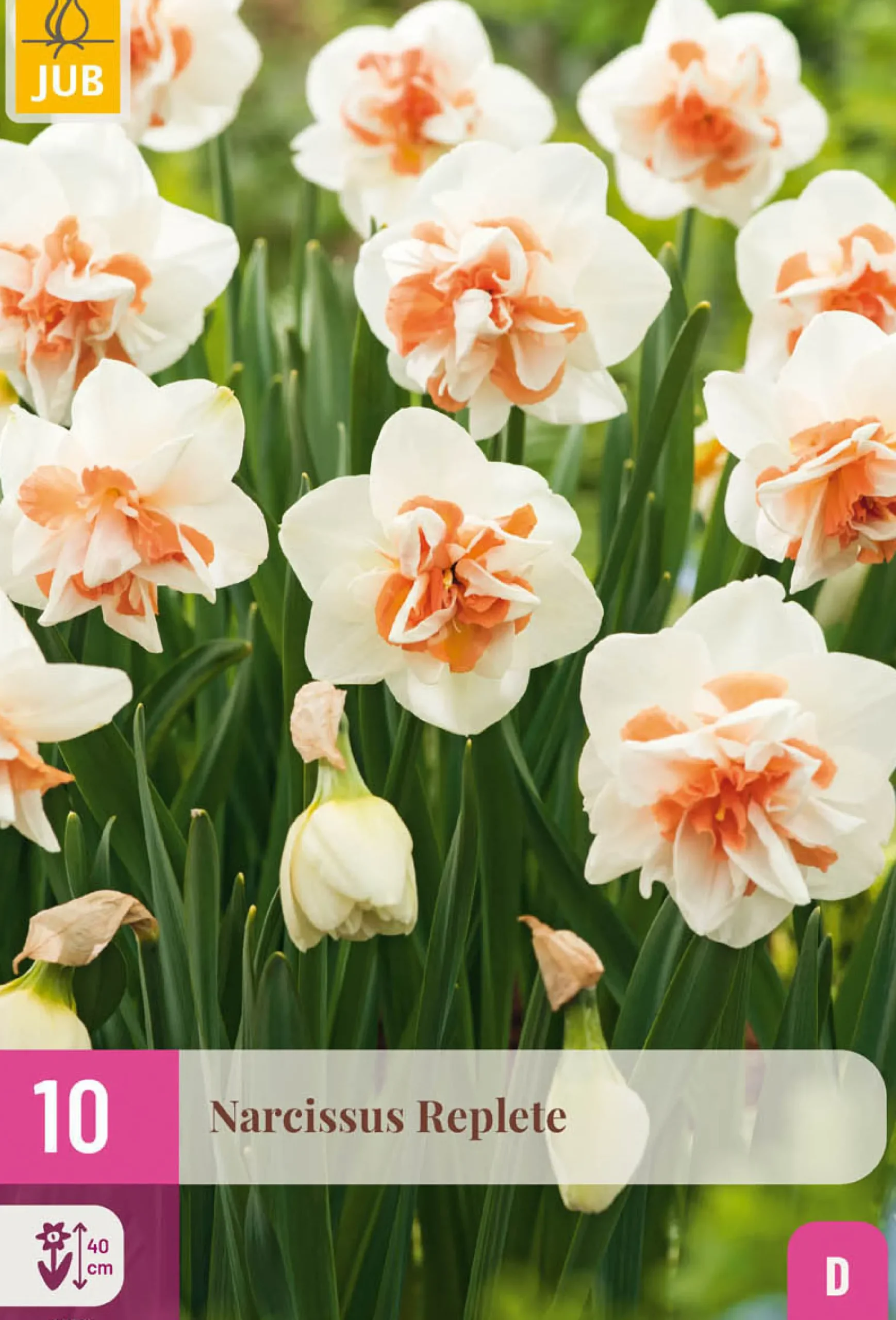 10 bloembollen narcissus replete