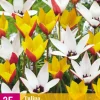 25 bloembollen tulipa belles tulipes