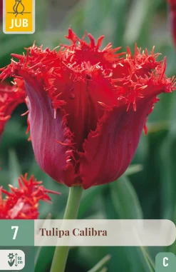 7 bloembollen tulipa calibra