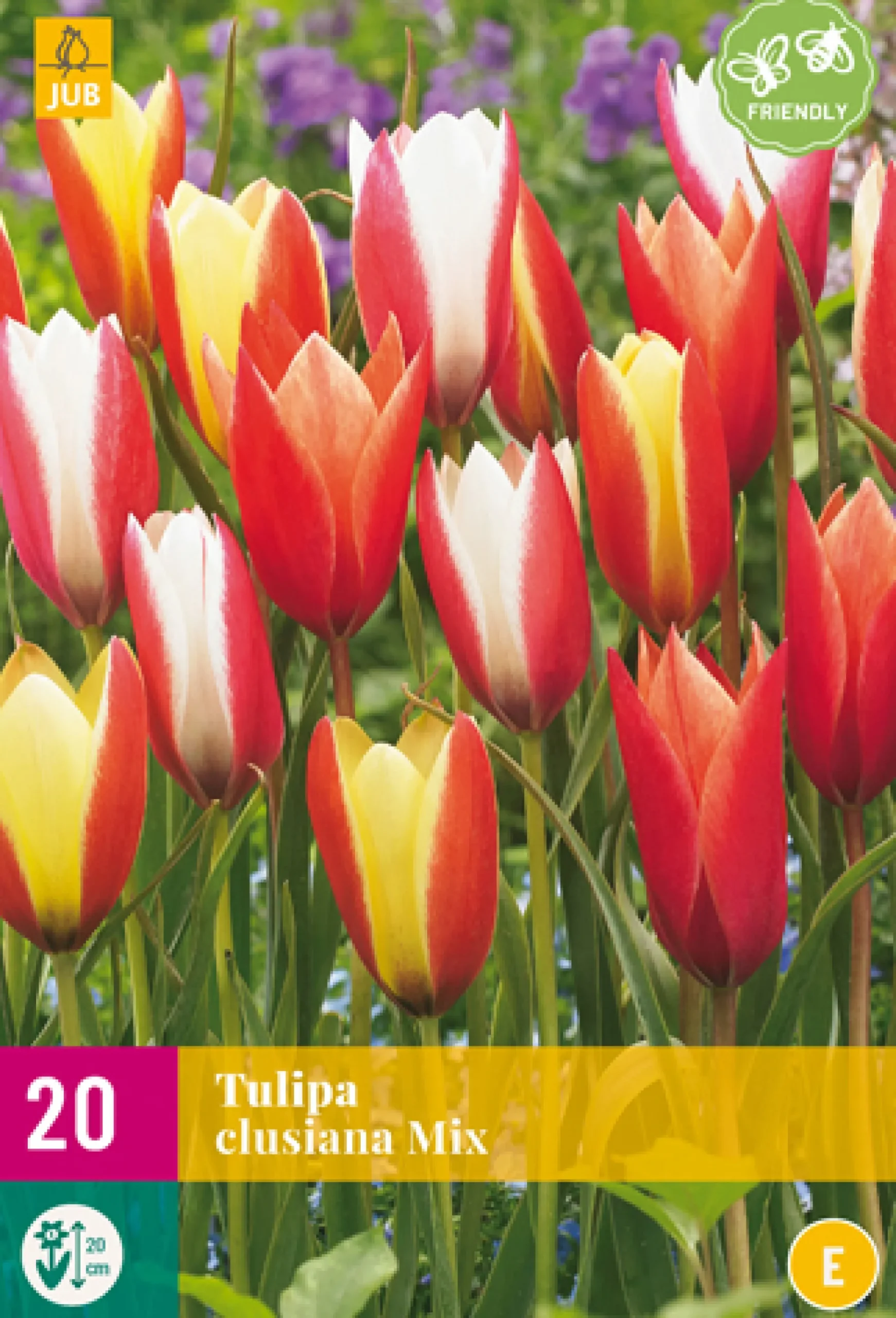 20 bloembollen tulipa clusiana mix