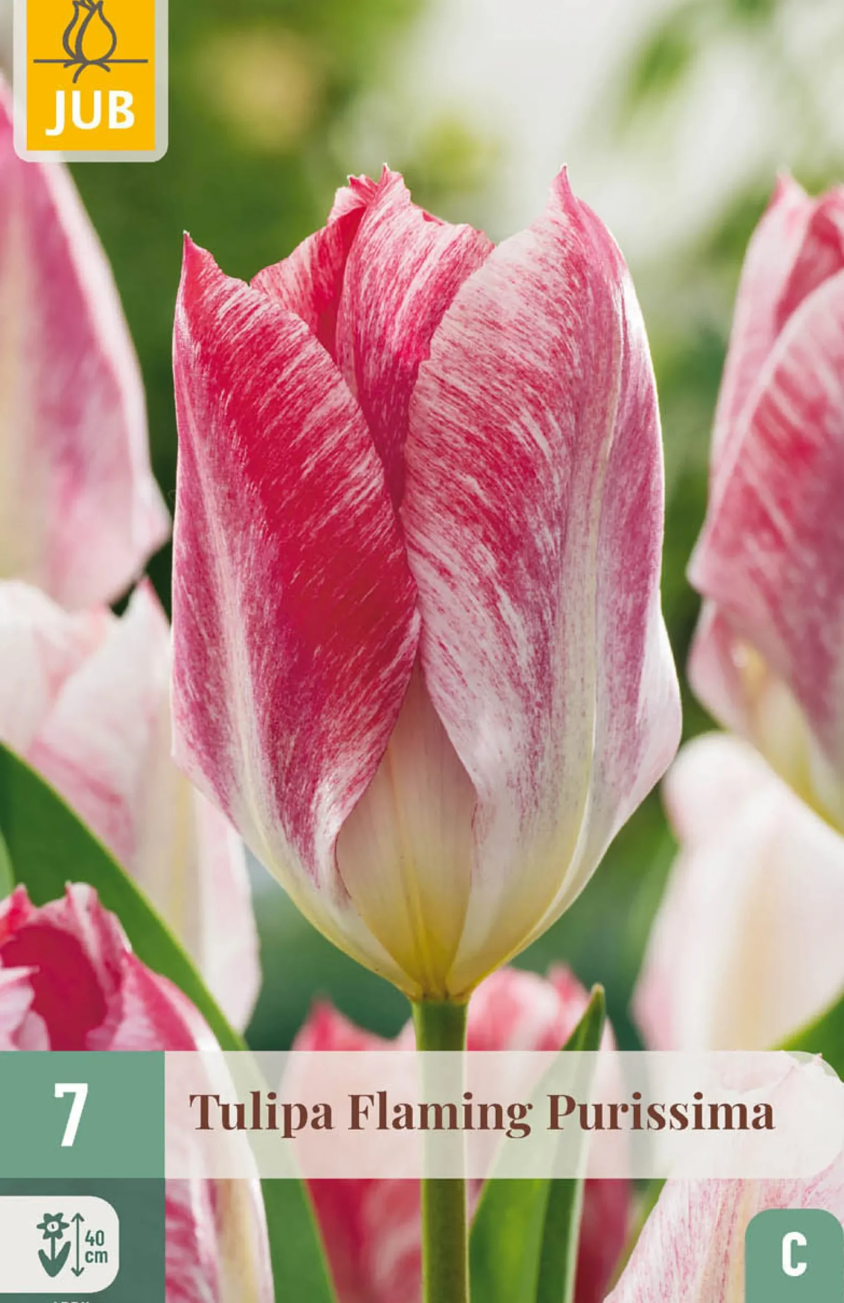 7 bloembollen tulipa flaming purissima