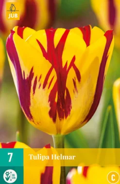 7 bloembollen tulipa helmar