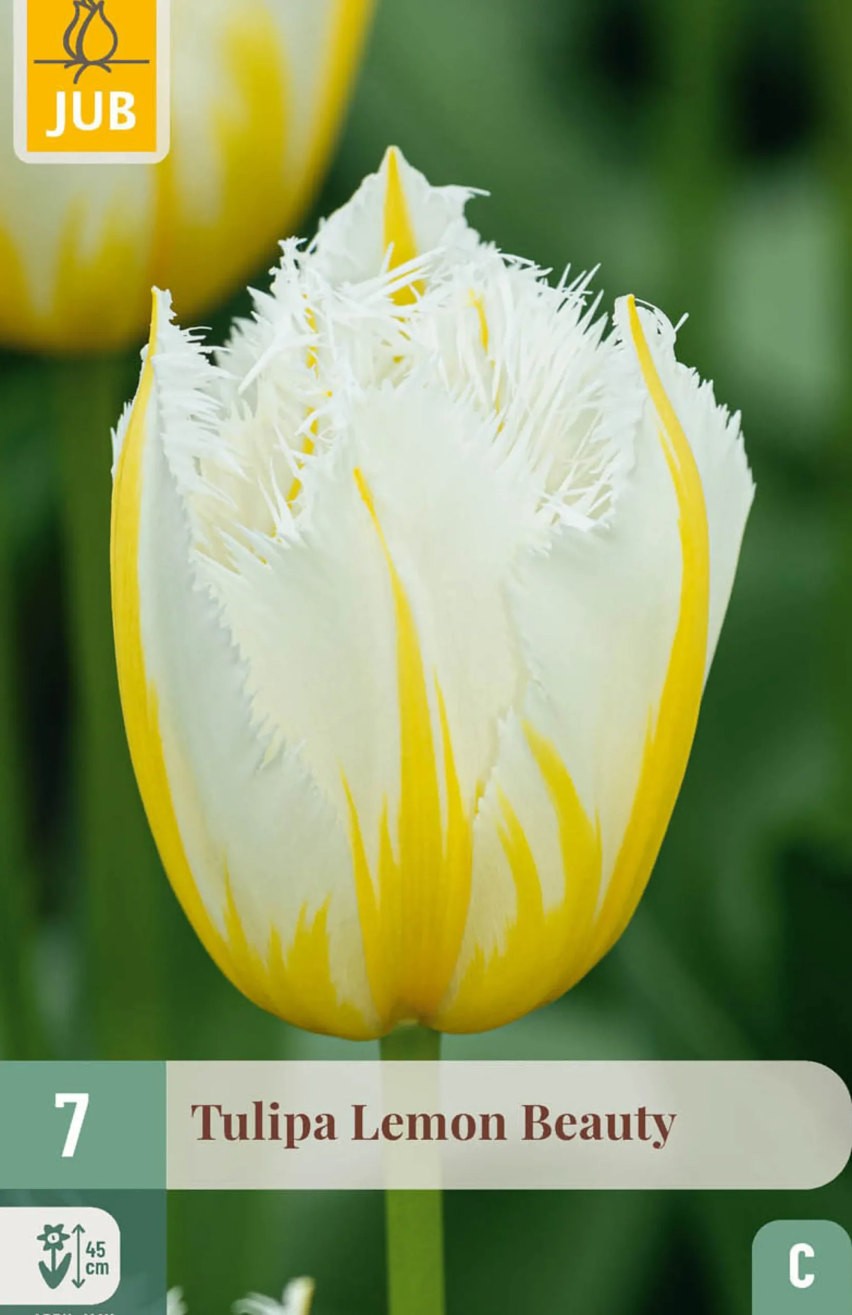 7 bloembollen tulipa lemon beauty
