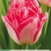 7 bloembollen tulipa pink delight