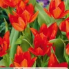 10 bloembollen tulipa praestans zwanenburg var.
