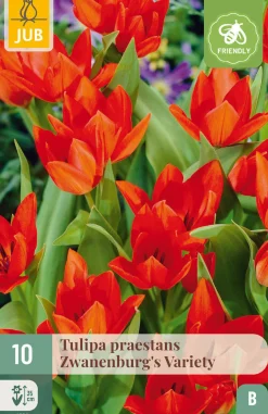 10 bloembollen tulipa praestans zwanenburg var.