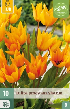10 bloembollen tulipa praestans shogun