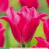 7 bloembollen tulipa pretty love