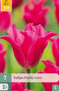 7 bloembollen tulipa pretty love