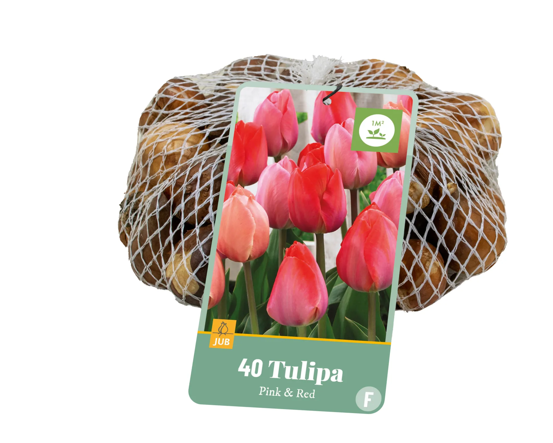 40 bloembollen tulipa roze/rood
