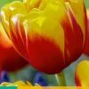 7 bloembollen tulipa shell