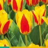 7 bloembollen tulipa stresa