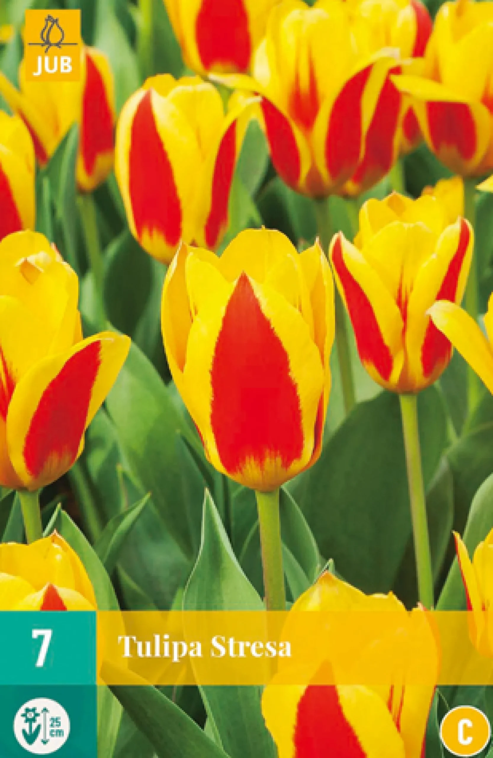 7 bloembollen tulipa stresa