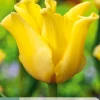 5 bloembollen tulipa yellow crown