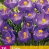 30 crocus blauw