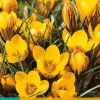 15 crocus fuscotinctus