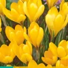 10 crocus golden yellow