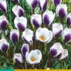 15 crocus prins claus
